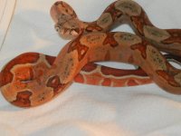 2011 Male Hypo Het Blood 6B.JPG