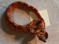 2011 Male Hypo Het Blood 3B.JPG