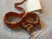 2011 Male Hypo Het Blood 6B-1.JPG