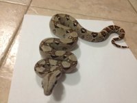 IMG_0304[1].JPG