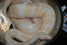 IMG_9245.jpg