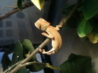 cham babies 196.jpg