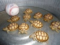 Baby Sulcatas1.jpg