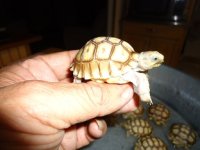 Baby Sulcatas2.jpg