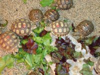 Sulcatas for sale 7-7-2012 069.jpg