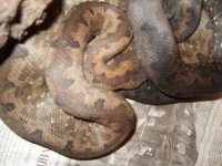 Snake 064.jpg