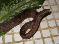Snake 045.jpg