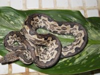 Snake 012.jpg