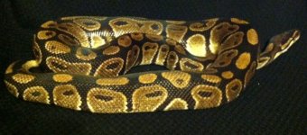 snake 024.jpg