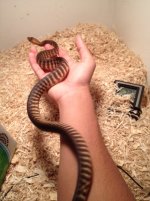 woma.jpg