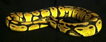 snake 029.jpg