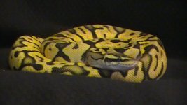 websnakes 001.JPG