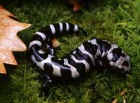 marbled_salamander.jpg