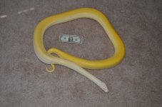 Albino Green Lab.jpg