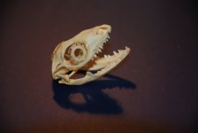 DSC_0256.jpg