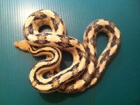 Adult female suboc.jpg