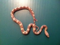 Neonate suboc 1.jpg