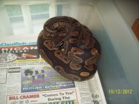 het-albino.jpg