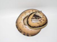 Pastel G-Stripe Female #1c.jpg