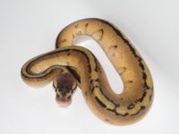 Pastel G-Stripe Male #1b.jpg