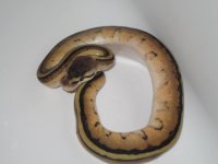 G-Stripe Female #1b.jpg