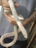 snake 011.jpg