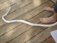 snake 012.jpg