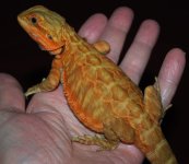 $ A 8-13 Dragons_0448_edited-1.jpg