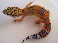 docky3 450.jpg