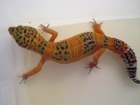 docky2 450.jpg