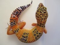 docky 450.jpg