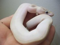 new snakes 009.jpg