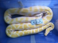 albino.jpg