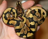 Baby # 2 - Female.jpg