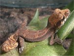 Paroedura_androyensis_juvenil3_small.jpg