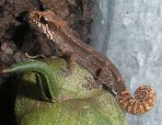 Paroedura_androyensis_juvenil2_small.jpg