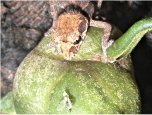 Paroedura_androyensis_juvenil_small.jpg