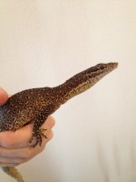 Timor Monitor.jpg