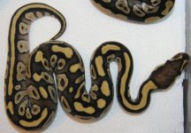 Vanilla Mojave girl 2.jpg