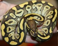 Vanilla Mojave Girl.jpg