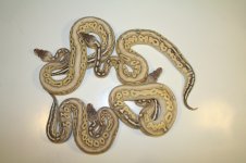 12-6-12  LCBP and much more 008.jpg