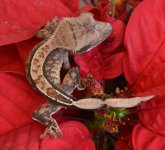 DSC_1778.jpg