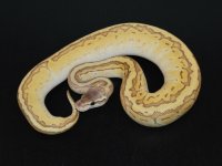 Emperorpin Female 1 WEB.jpg