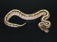 Mojave HGW Female 1.jpg