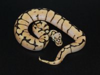 Bumblebelly Male 1 WEB.jpg