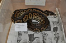 snakes 009.jpg