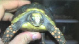 red foot 046.jpg