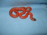 '12 hypo hondo female #2.jpg
