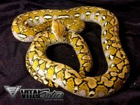SD-75-snow-2k.jpg