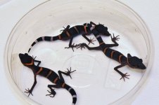 Goniurosaurus luii - juveniles.jpg